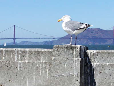 San Francisco  |  Gull and Golden Gate Bridge