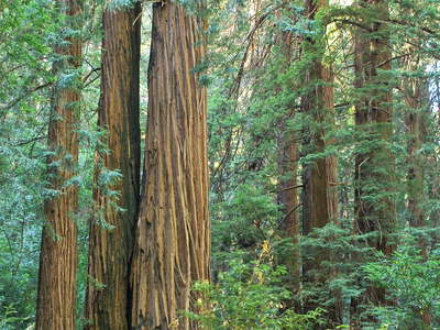 Muir Woods  |  Coast redwood