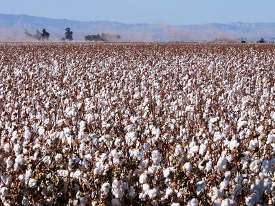 San Joaquin Valley  |  Cotton cultivation