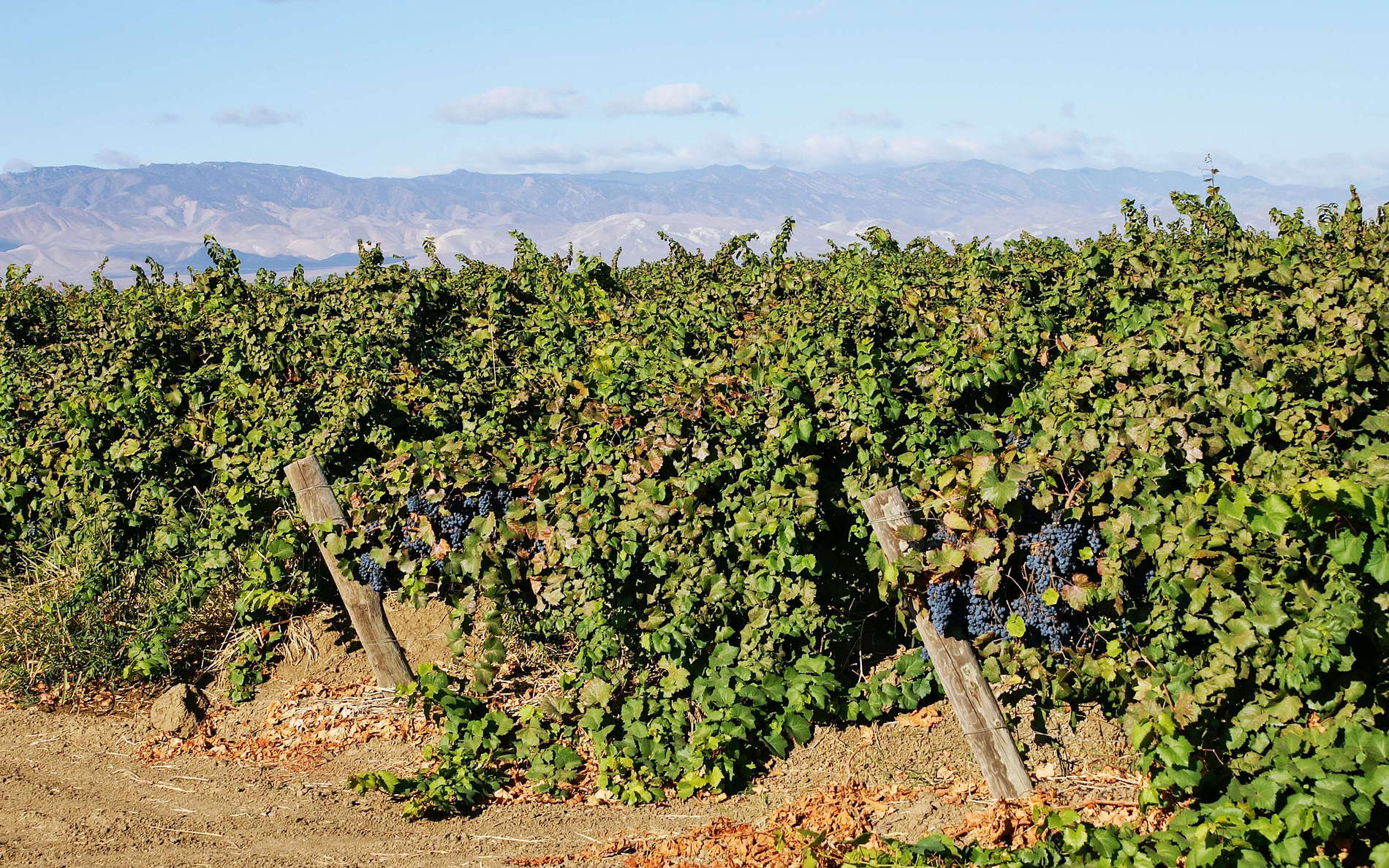 San Joaquin Valley  |  Grape cultivation