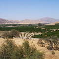 Kaweah River Valley  |  Fruit cultivation