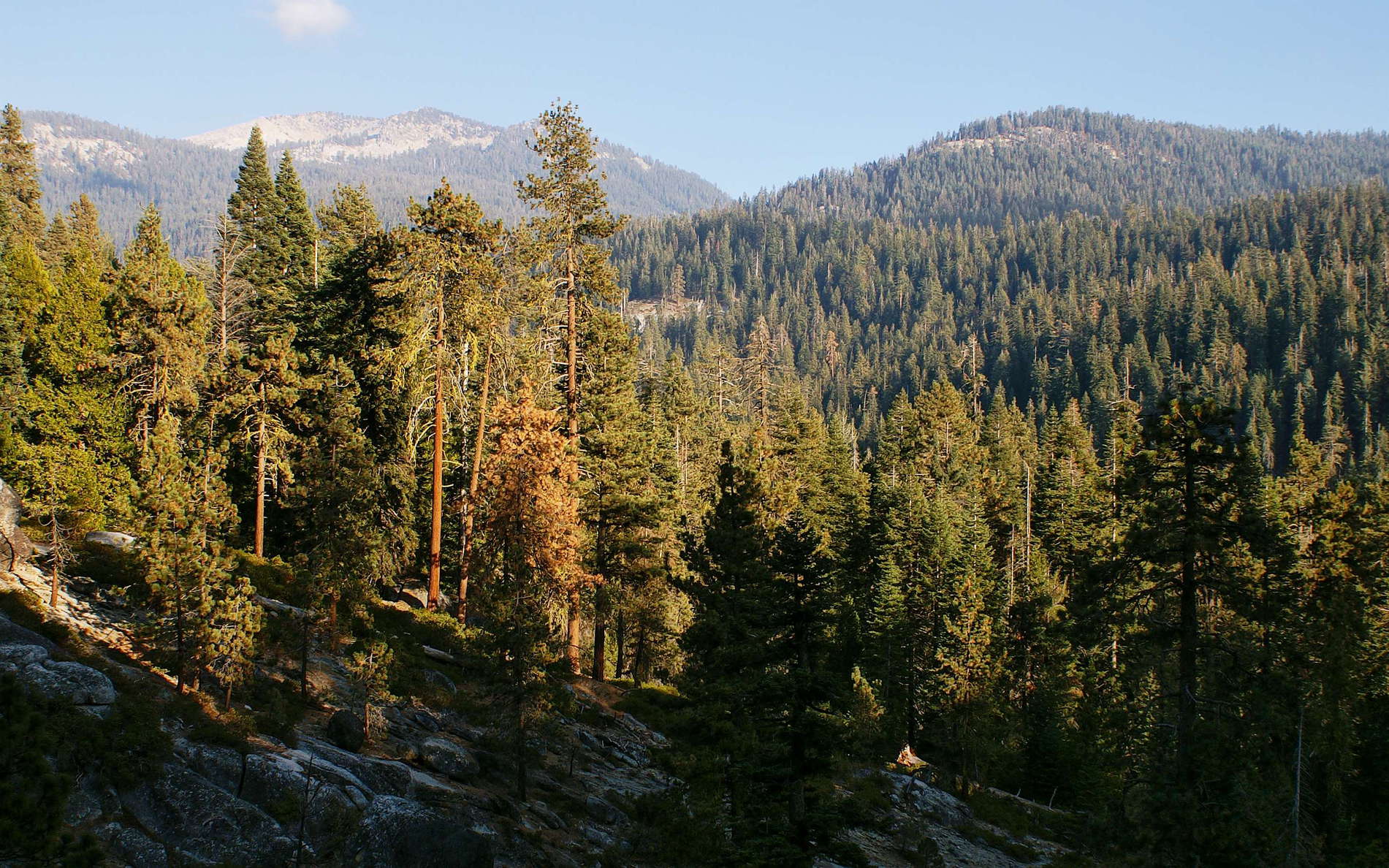 Sierra Nevada  |  Sequoia NP
