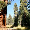 Sequoia NP  |  Sierra redwood and meadow