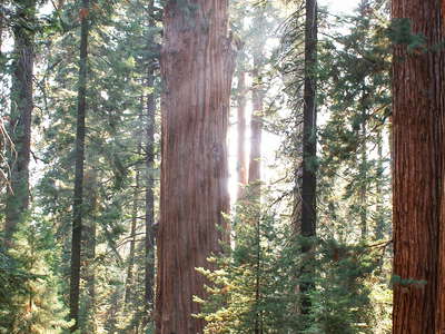Sequoia NP  |  General Sherman Tree