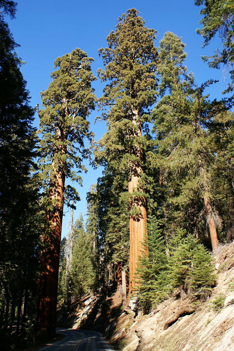 Sequoia NP  |  Sierra redwood
