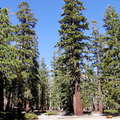 Mammoth Lakes  |  Red fir forest