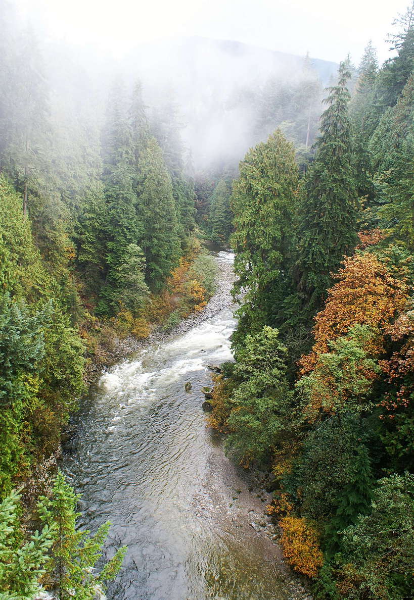 North Vancouver  |  Capilano River and mixed forest