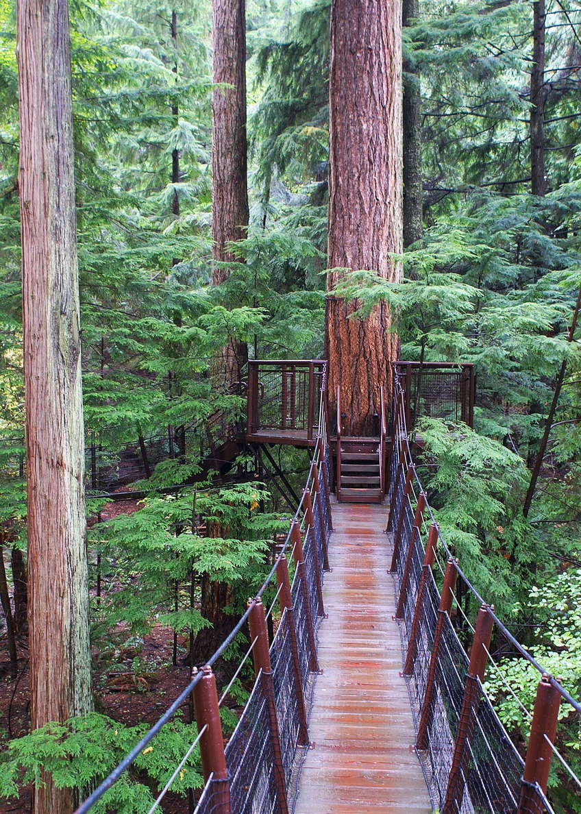North Vancouver  |  Treetop Adventure