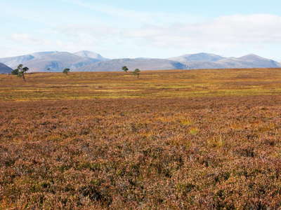 Cairngorms with heathland