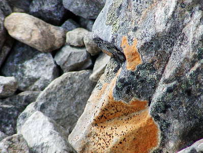 Jotunheimen  |  Lichens