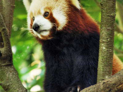 Darjeeling Zoo  |  Red Panda
