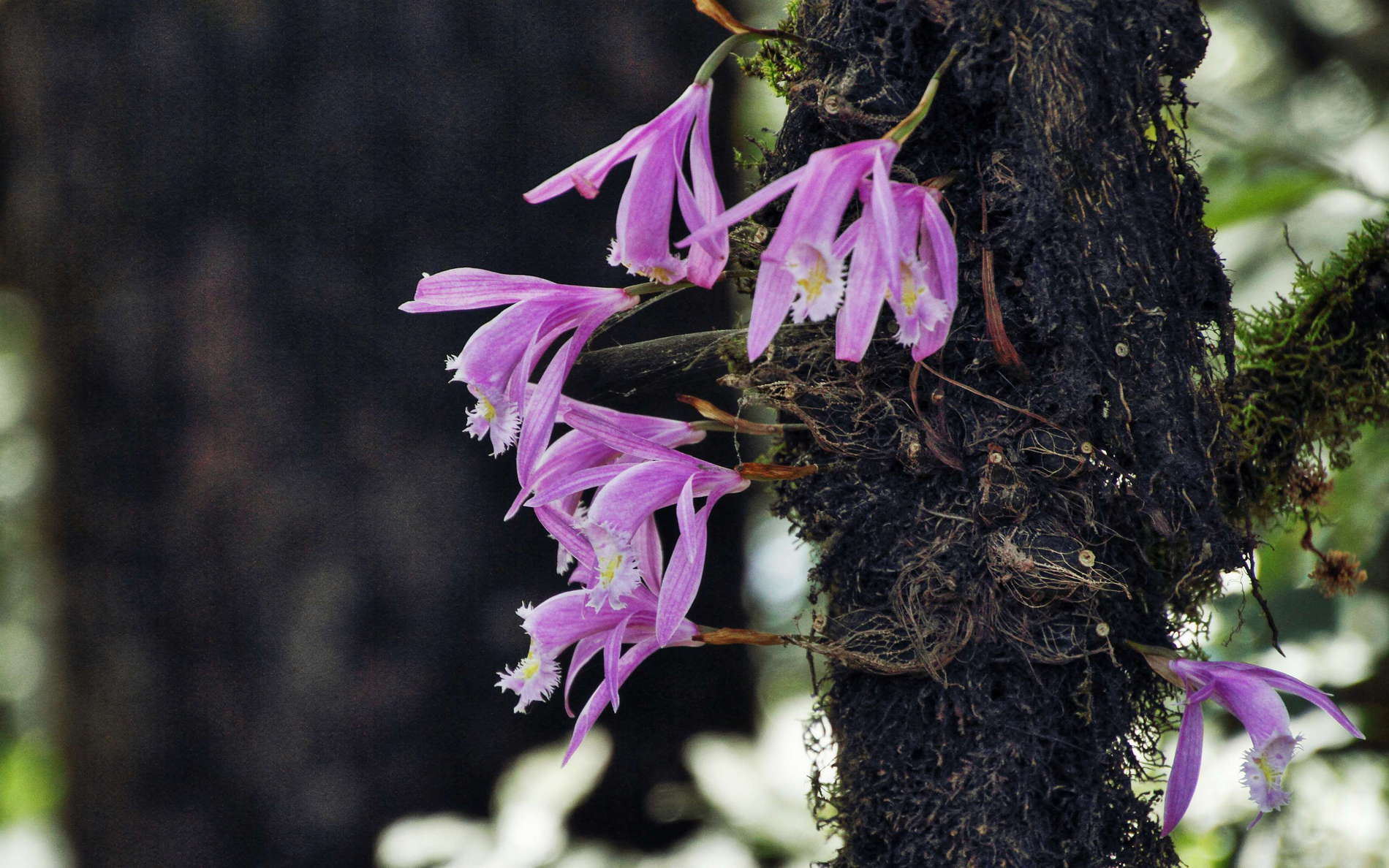 Darjeeling Zoo  |  Epiphytic orchid