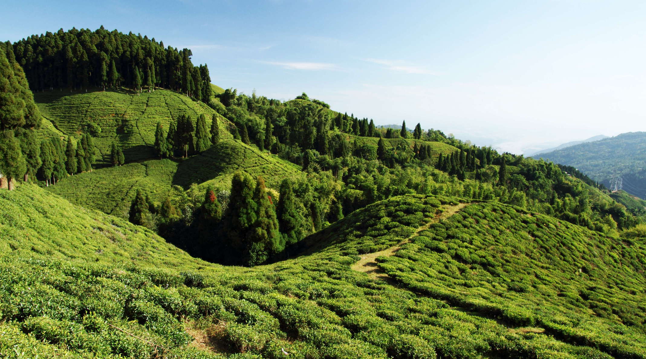 Mirik  |  Okaity Tea Garden