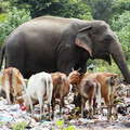 Polonnaruwa  |  Waste dump with animals