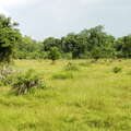Wasgamuwa NP  |  Savanna landscape