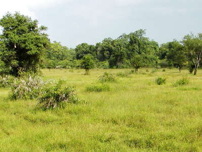 Wasgamuwa NP  |  Savanna landscape