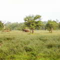Wasgamuwa NP  |  Savanna with elephants