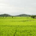 Hettipola  |  Rice cultivation