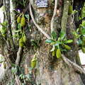 Peradeniya Royal Botanical Gardens  |  Jackfruit