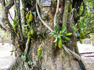 Peradeniya Royal Botanical Gardens  |  Jackfruit