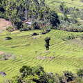 Ramboda  |  Rice cultivation