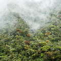 Horton Plains NP  |  Cloud forest