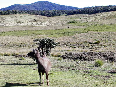 Horton Plains NP  |  Patana with sambar deer