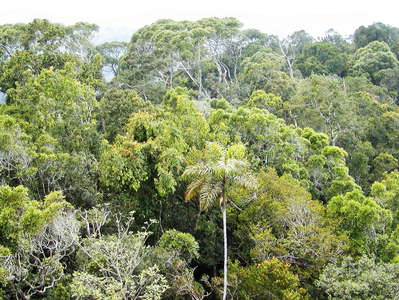 Sinharaja Forest Reserve  |  Tropical rainforest