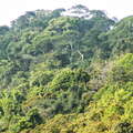 Sinharaja Forest Reserve  |  Tropical rainforest
