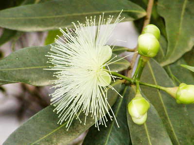 Gampaha  |  Syzygium sp.