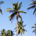 Tangalle  |  Coconut palms