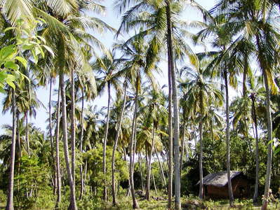 Tangalle  |  Coconut palm grove