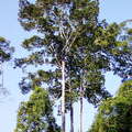 Sinharaja Forest Reserve  |  Dipterocarpus zeylanicus