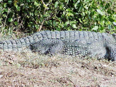 Yala NP  |  Mugger crocodile