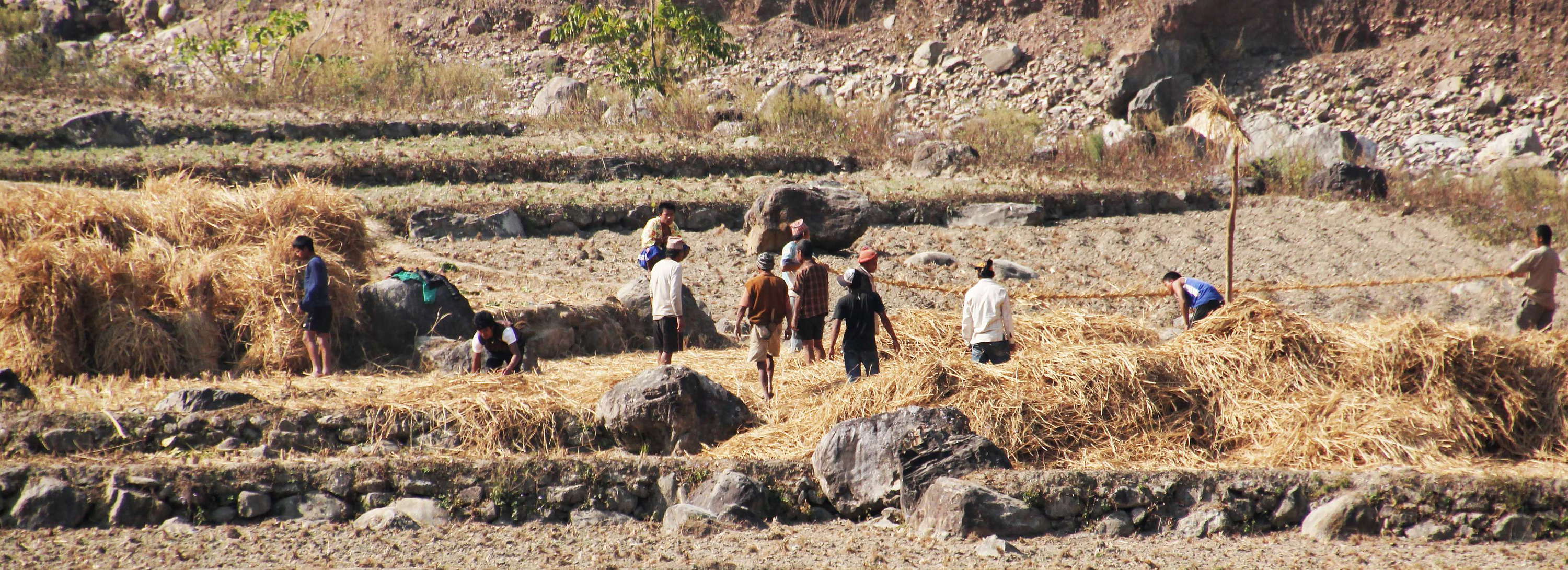 Lesser Himalaya  |  Traditional farming