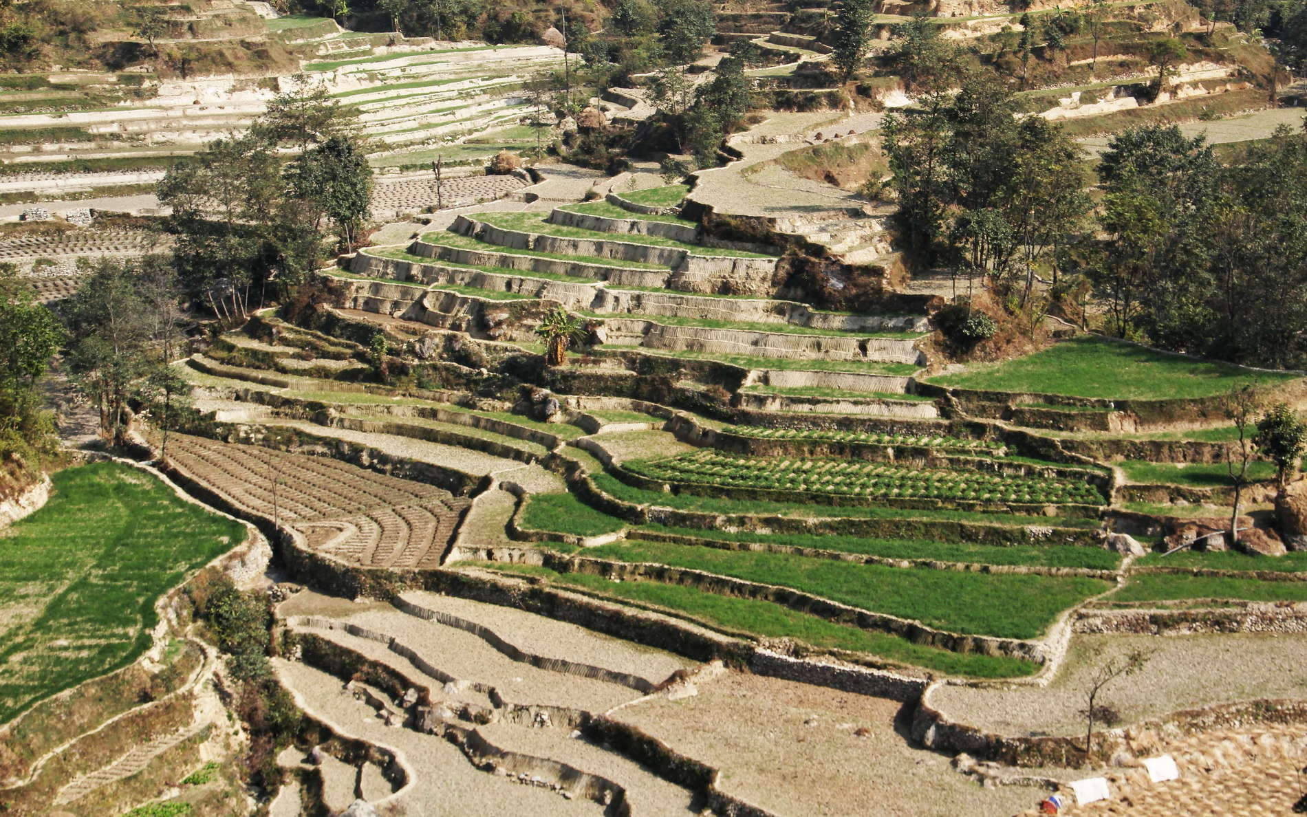 Lesser Himalaya  |  Terraced farmland