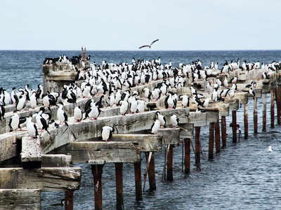 Punta Arenas  | Old pier