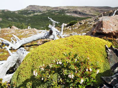 PN Torres del Paine  |  Cushion plant