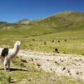 Abra del Infernillo | Alpine grassland with llamas