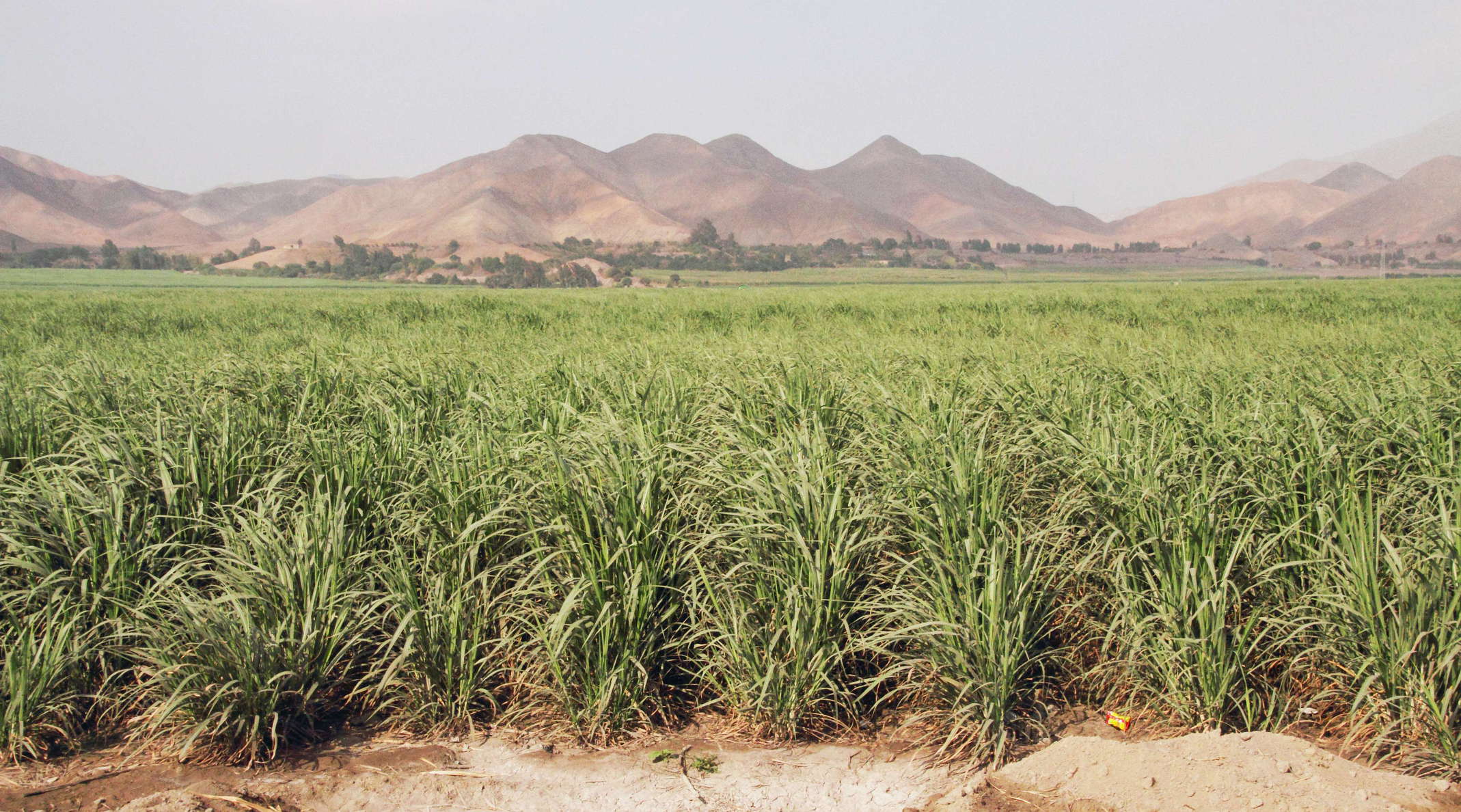 Paramonga | Sugar cane cultivation