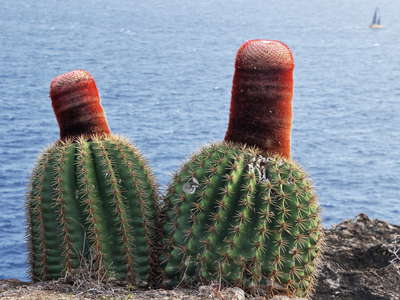 Southern coast | Flowering cacti
