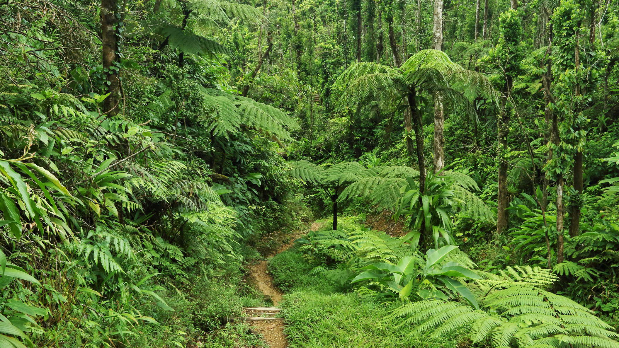 Morne Trois Pitons NP | Ravine with tree ferns