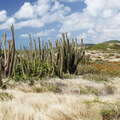 Savane des Pétrifications with cacti