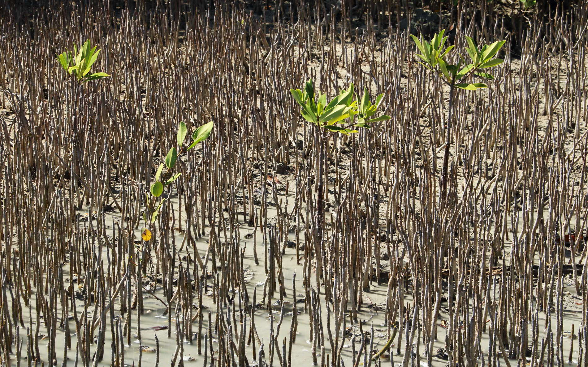Les Salines | Mangroves with respiration roots