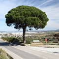 Ronda | Pinus pinea