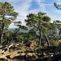 Sierra Bermeja | Pinus pinaster