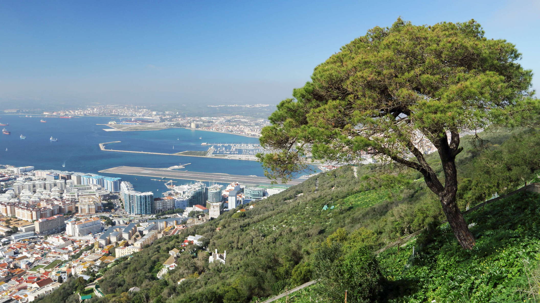 Gibraltar | Pinus pinea