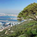 Gibraltar | Pinus pinea