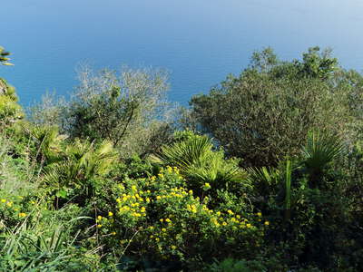 Gibraltar | Mediterranean vegetation