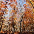 Wienerwald | Beech forest in autumn